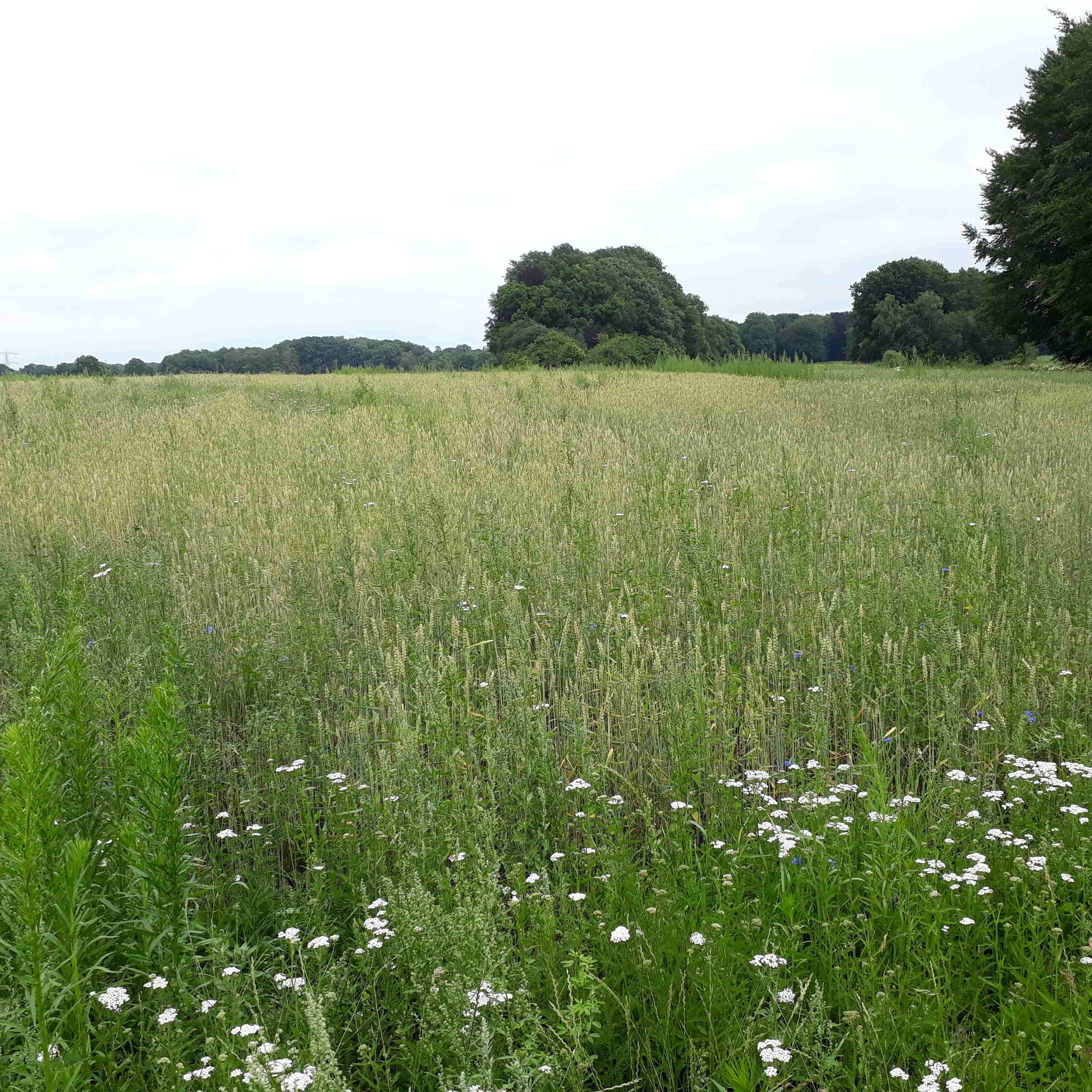 Grond_voor_de_Patrijs_Graanveld_sq Stichting Grondsteun Stichting Grondsteun ondersteund natuurinclusieve landbouw door donaties en leningen op te halen om landbouwgrond te verwerven en ter beschikking van de ondernemer te stellen om te boeren met biodiversiteit. Informatie over Stichting Grond voor de Patrijs. Bijdragen aan duurzame landbouw.