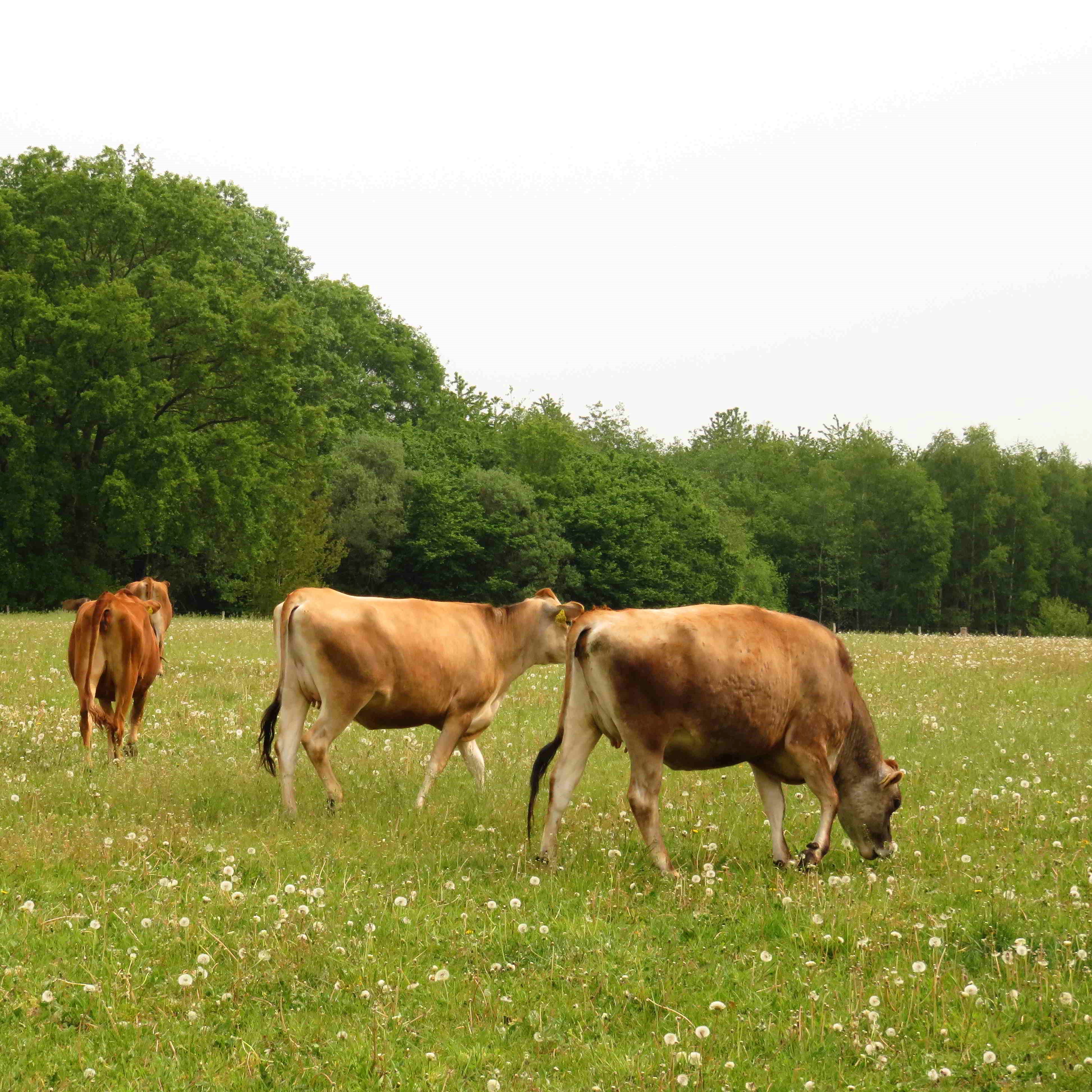Grond_voor_de_Patrijs_Jersey_sq Stichting Grondsteun Stichting Grondsteun ondersteund natuurinclusieve landbouw door donaties en leningen op te halen om landbouwgrond te verwerven en ter beschikking van de ondernemer te stellen om te boeren met biodiversiteit. Informatie over Stichting Grond voor de Patrijs. Bijdragen aan duurzame landbouw.
