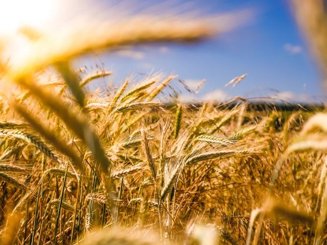raphael-rychetsky-li9JfUHQfOY-unsplash Achtergrond Achtergrondinformatie over de Stichting Grondsteun, de doelstellingen van de stichting, uitleg over biodiversiteitsherstel en veelgestelde vragen.