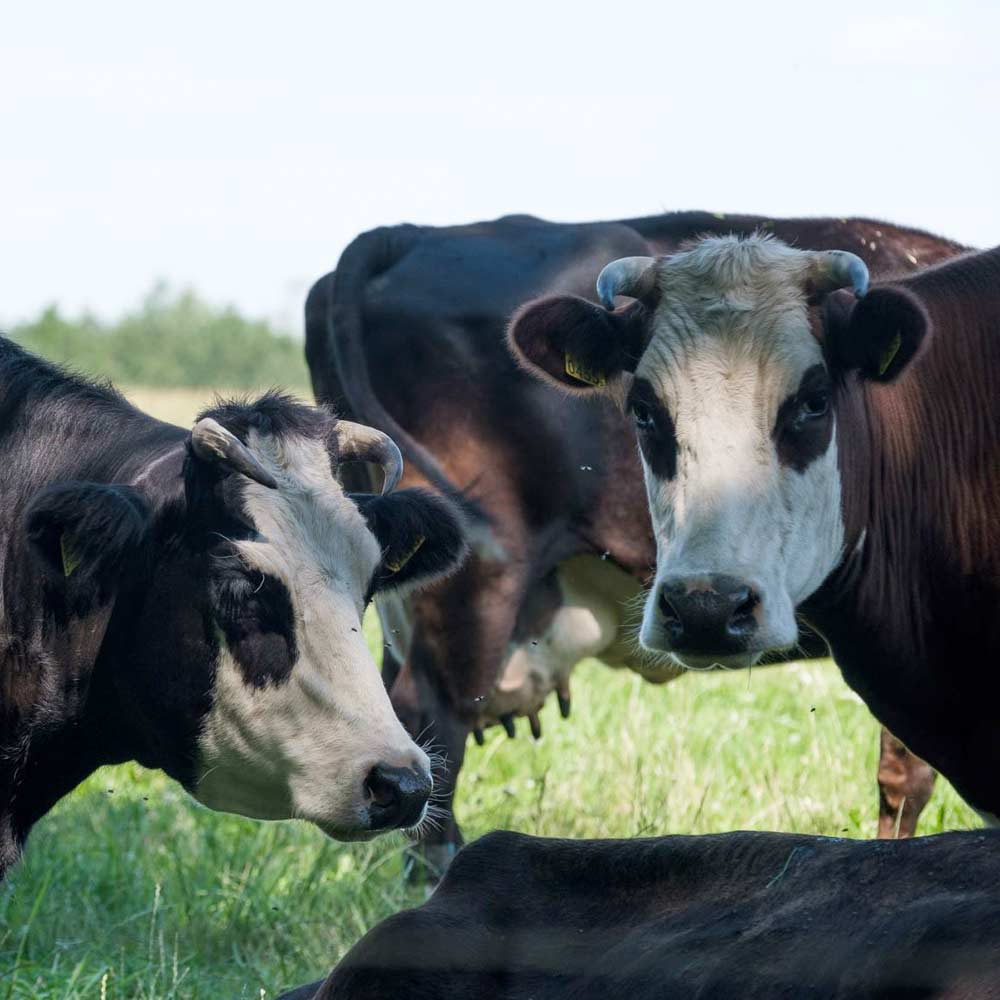 prond-voor-de-patrijs-foto-koe-1 Stichting Grondsteun Stichting Grondsteun ondersteund natuurinclusieve landbouw door donaties en leningen op te halen om landbouwgrond te verwerven en ter beschikking van de ondernemer te stellen om te boeren met biodiversiteit. Informatie over Stichting Grond voor de Patrijs. Bijdragen aan duurzame landbouw.